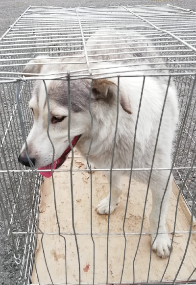 Кличка Жуля Кличка Жуля