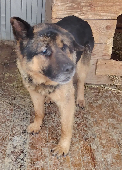 Кличка Тополек Кличка Тополек