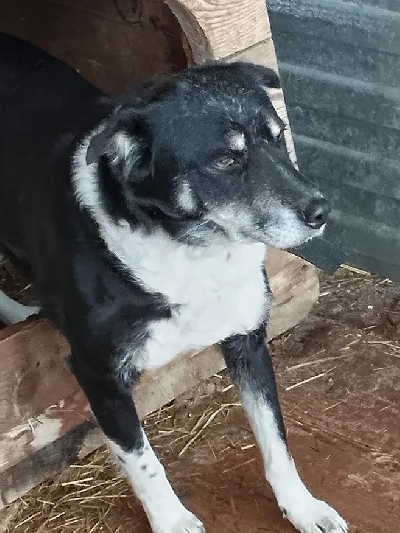 Кличка Яхонт Кличка Яхонт