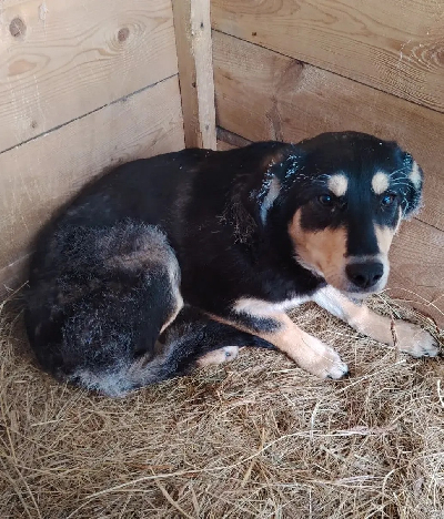 Кличка Макар Кличка Макар