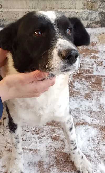 ������ ����