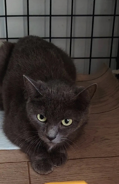 Кличка Тима Кличка Тима