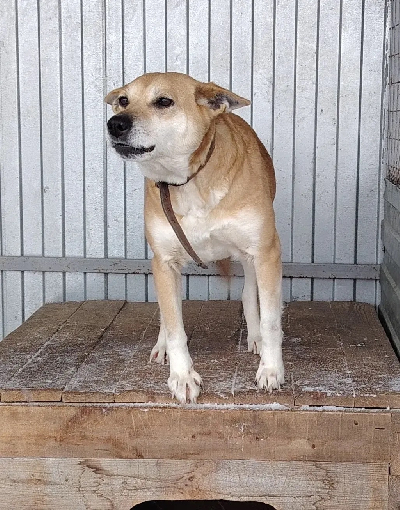 Кличка Нора Кличка Нора