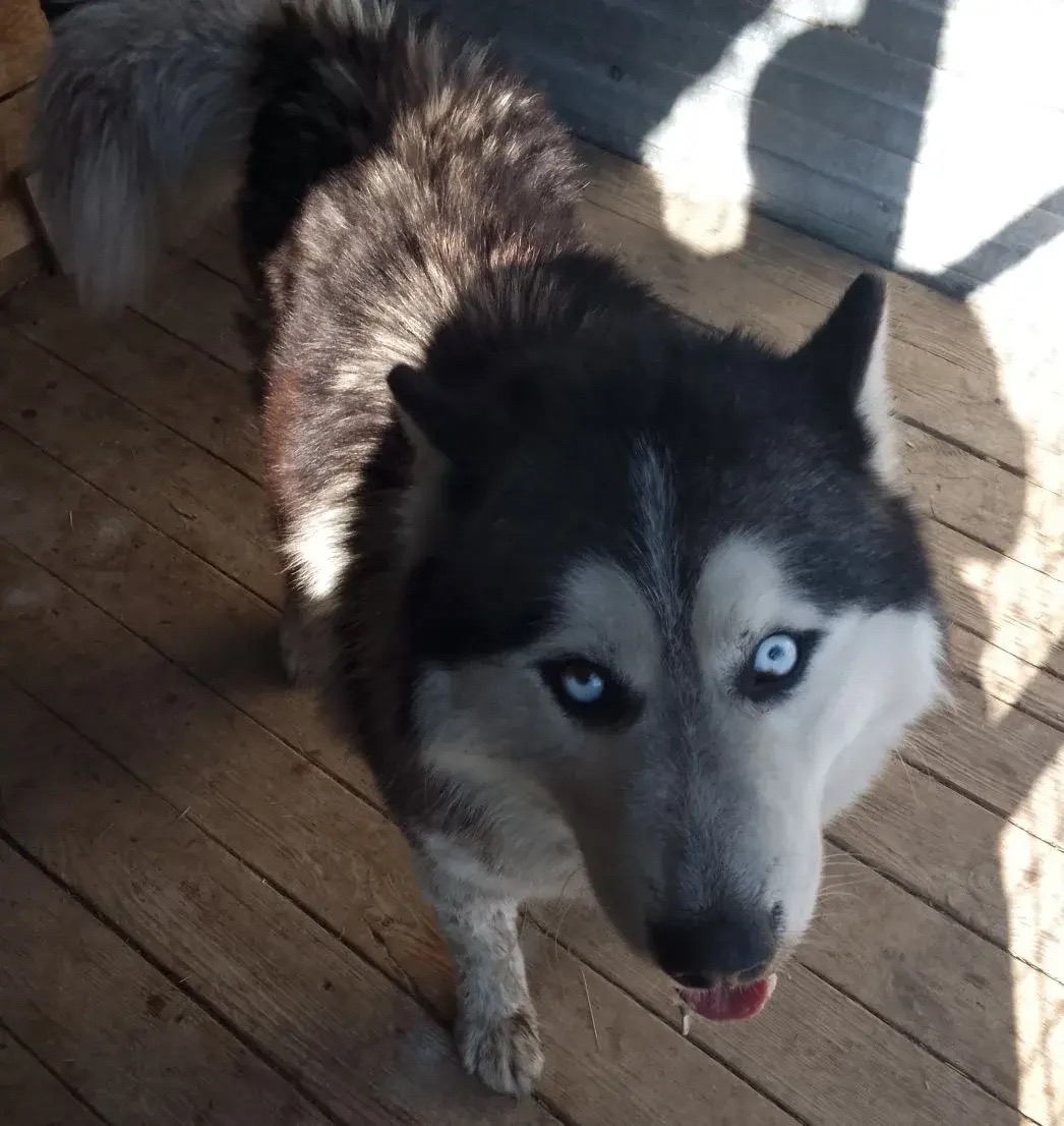 ������ ������