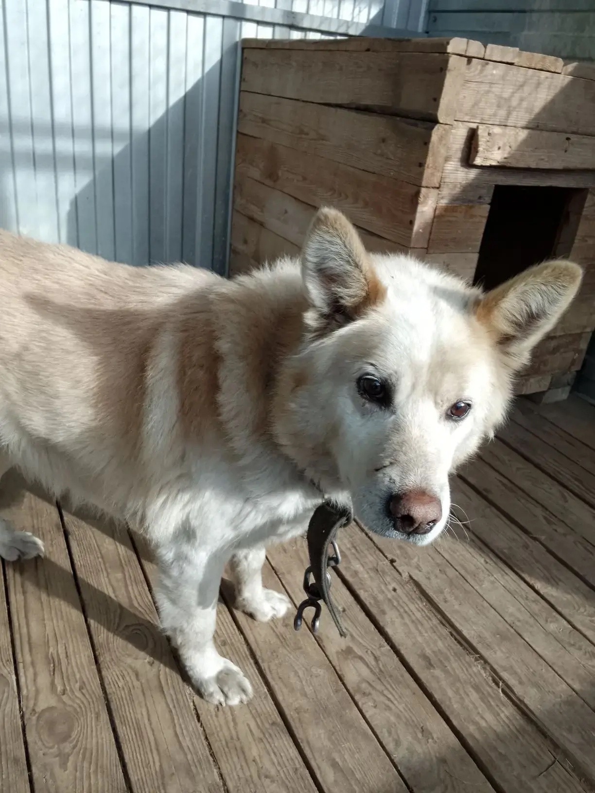 ������ �����