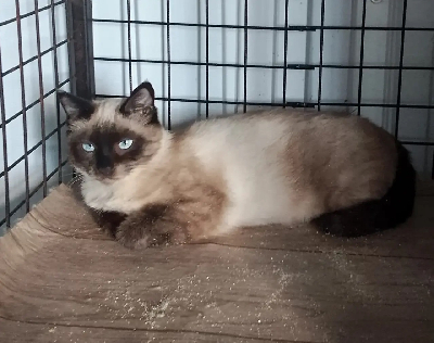 ������ ���