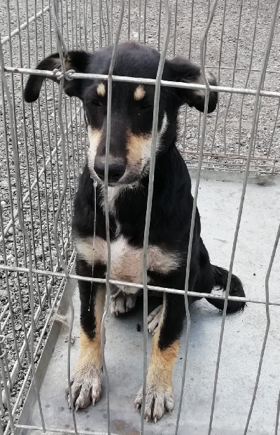 Кличка Юта Кличка Юта