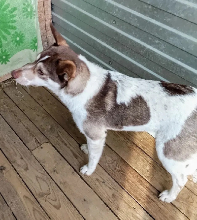 Кличка Клипса Кличка Клипса