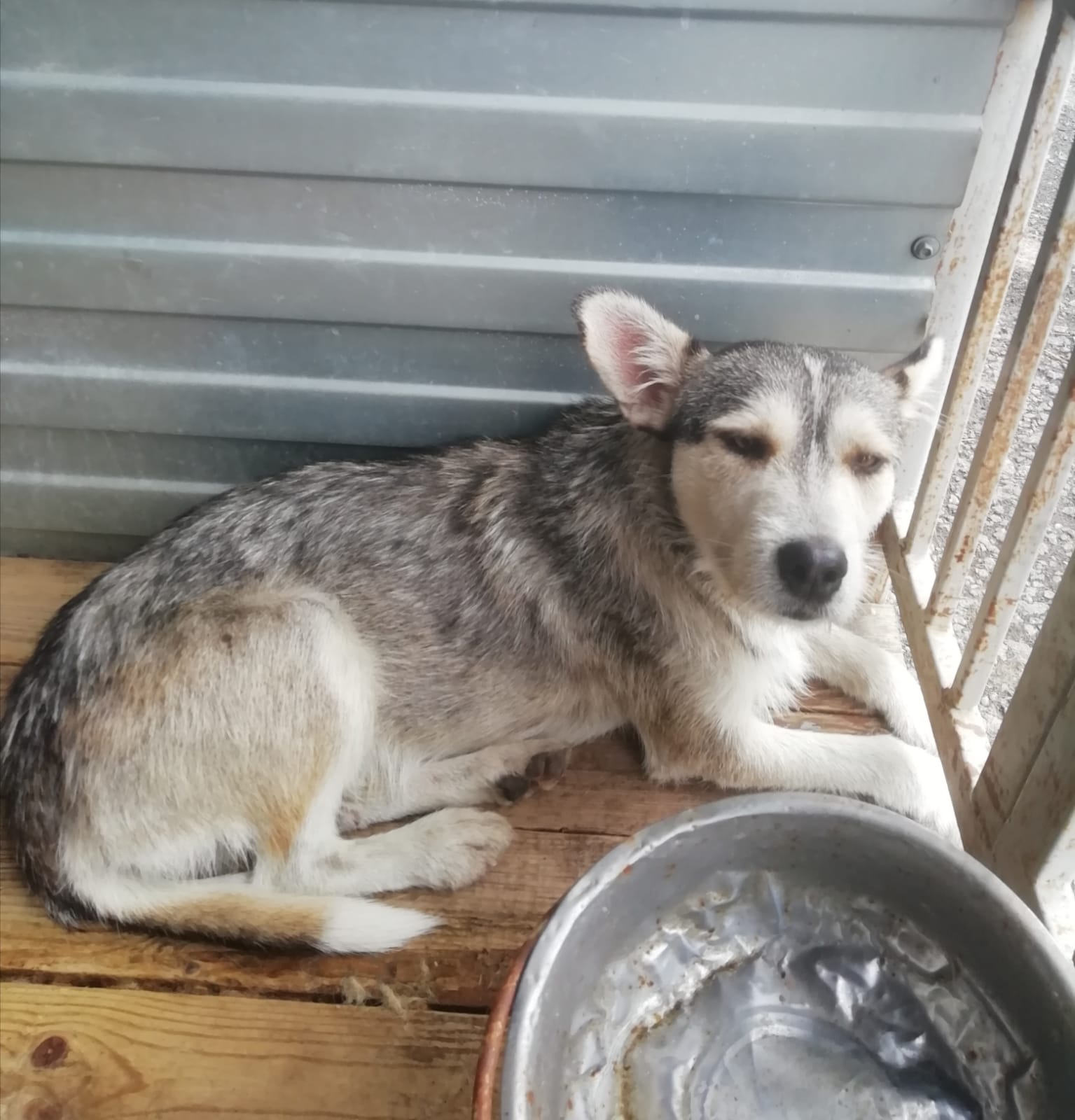 ������ ����