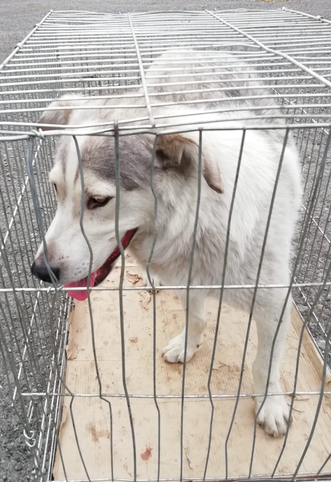 ������ ����