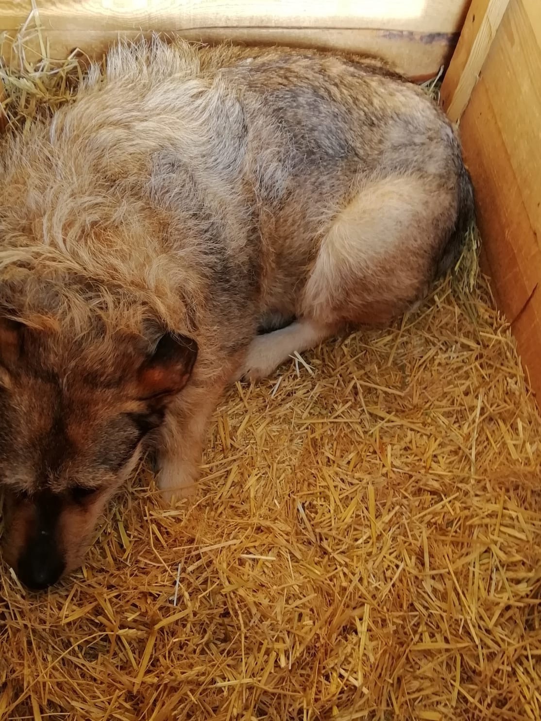 ������ ����