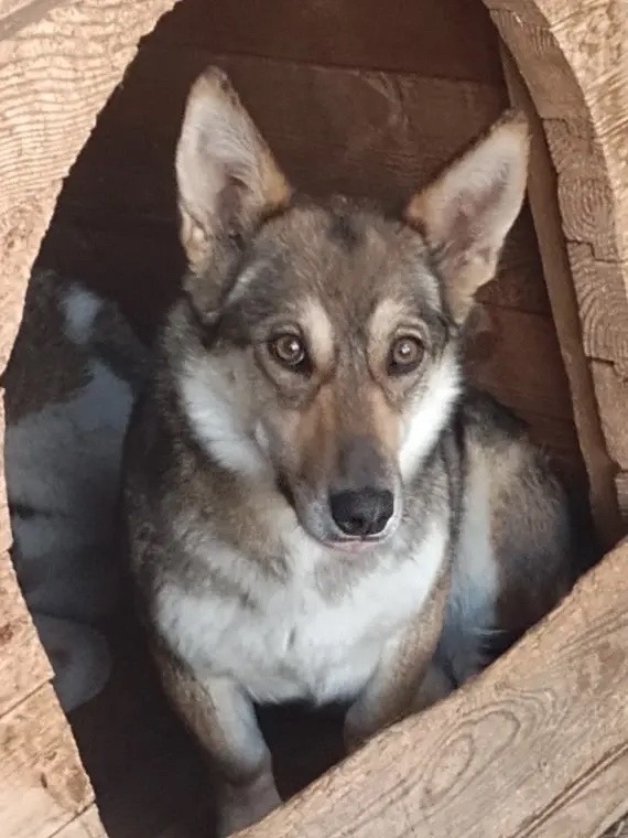 ������ ���������