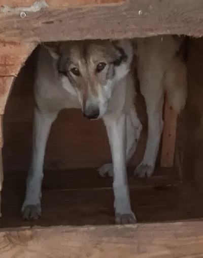 ������ ������