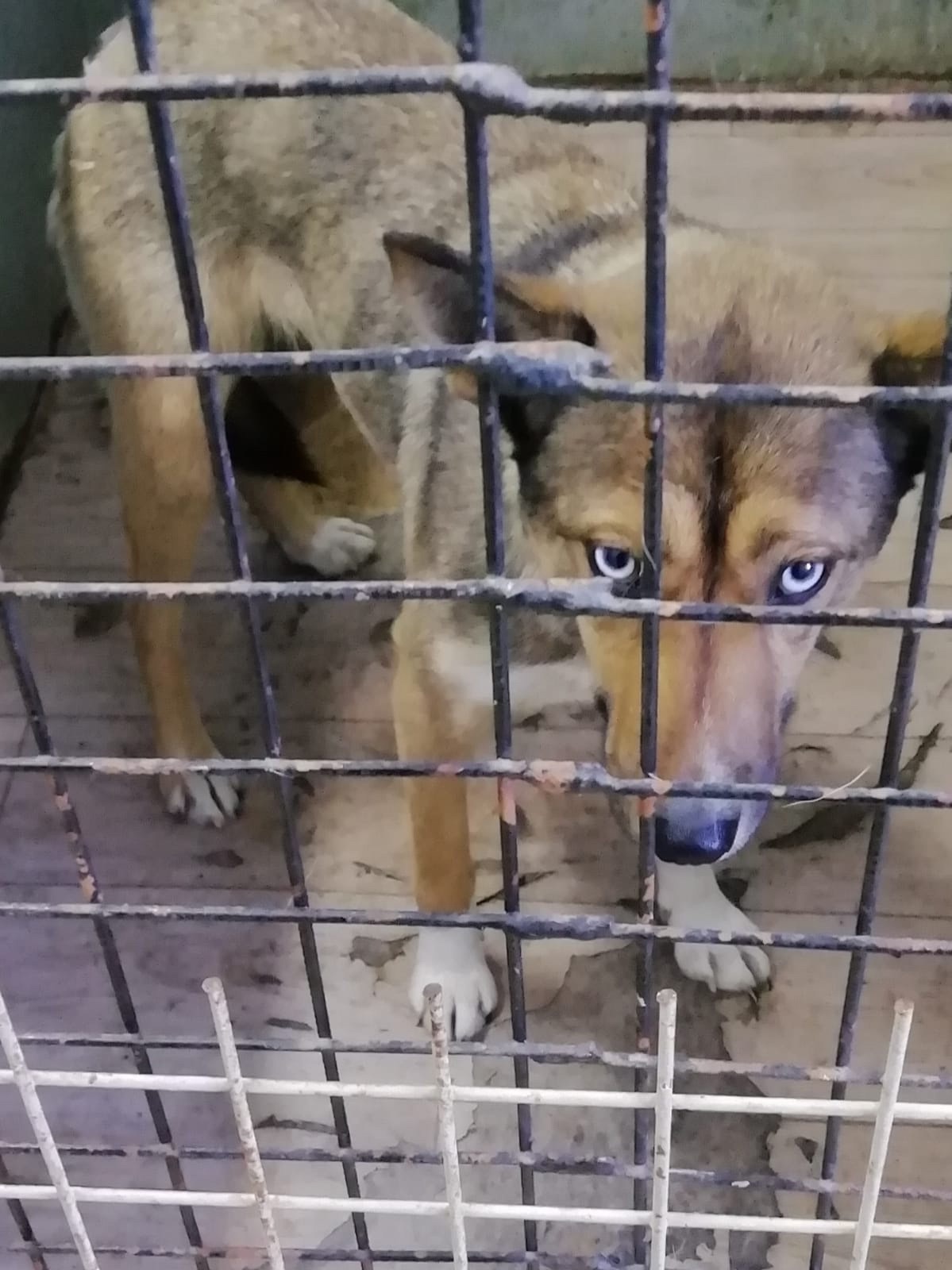 ������ ����