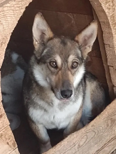 ������ ���������