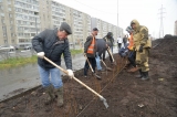Члены Общественной палаты приняли участие в посадке кизильника