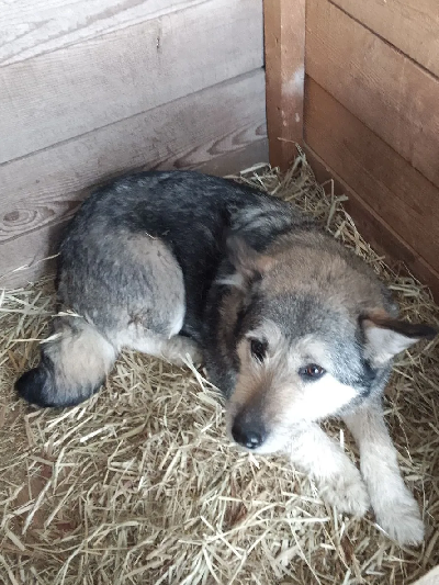 ������ �����