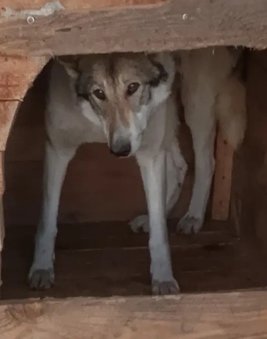 ������ ������