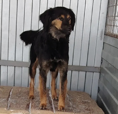 Кличка Жуля Кличка Жуля