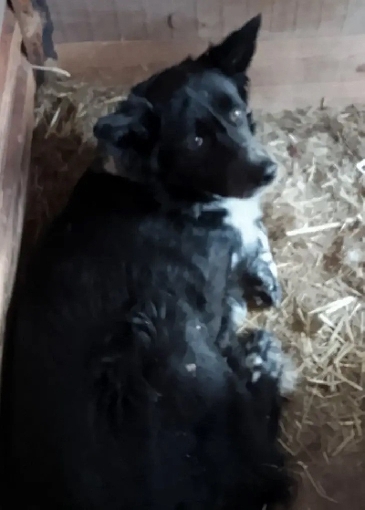 Кличка Пират Кличка Пират