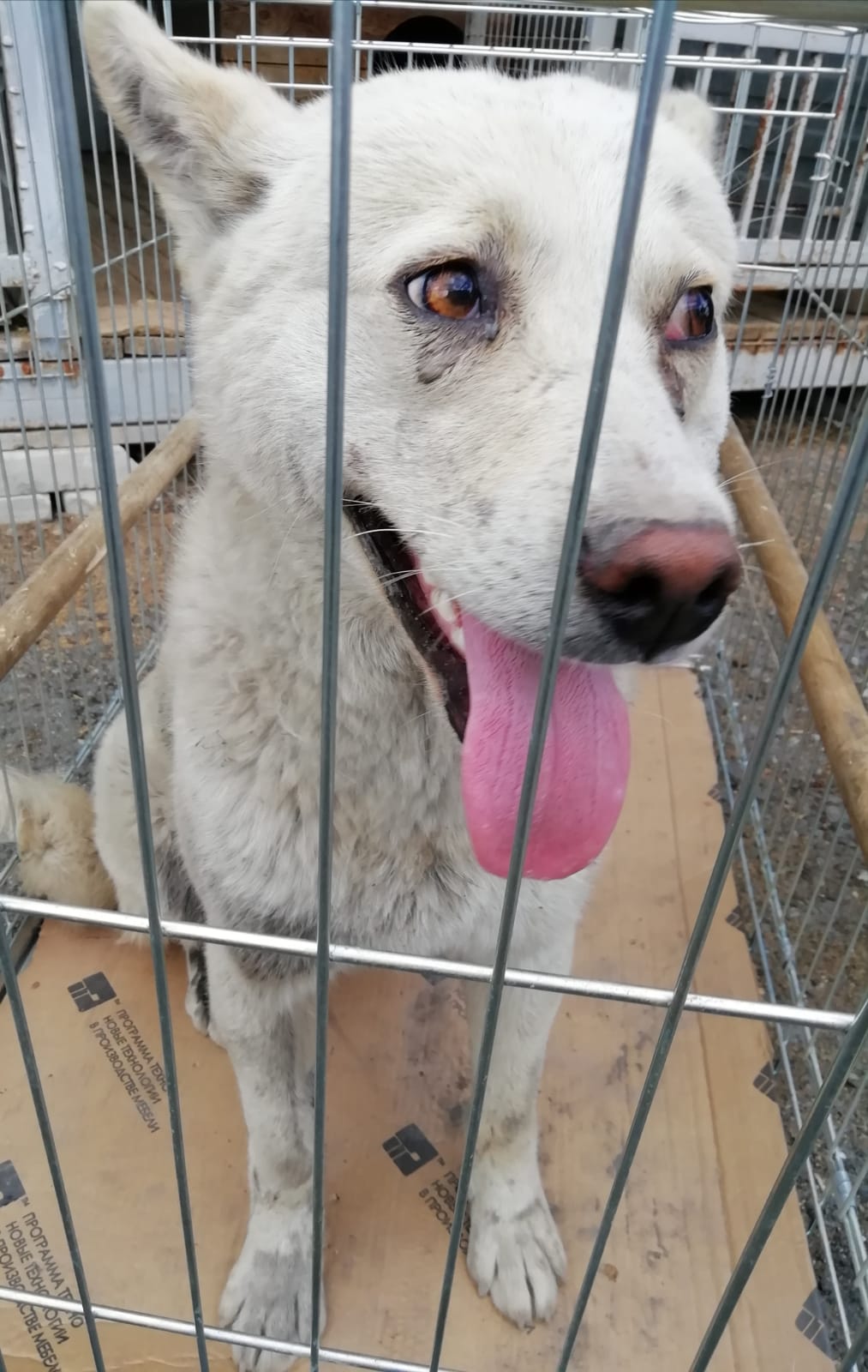 ������ �����