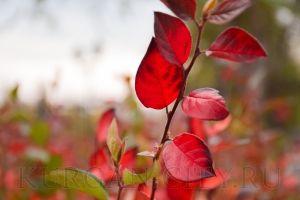 ����� � ������� 