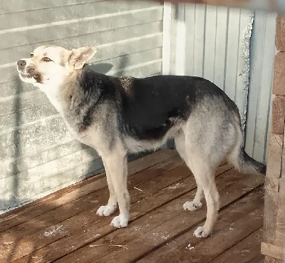 Кличка Белла Кличка Белла