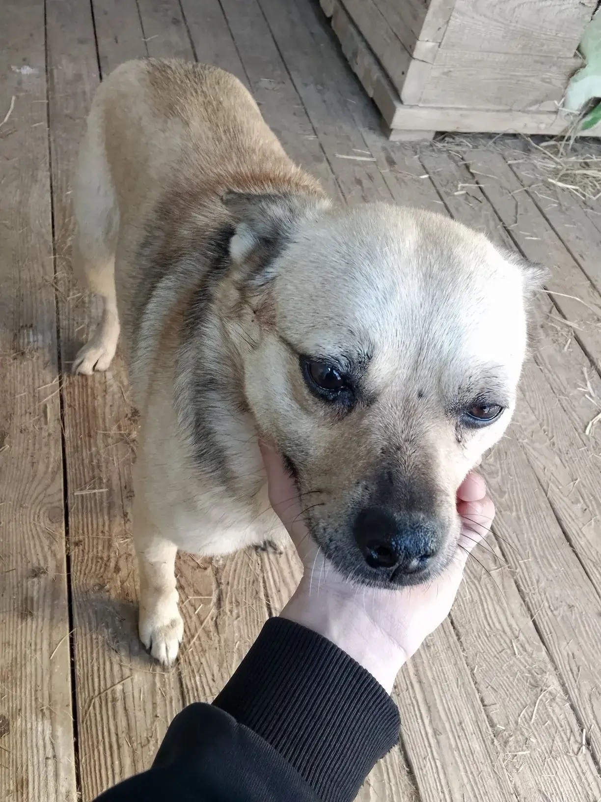 ������ ������