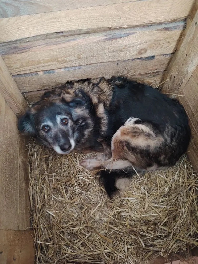 Кличка Пальма Кличка Пальма