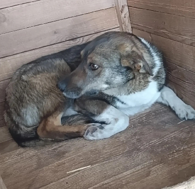 ������ ����