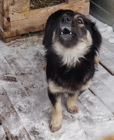 Кличка Черепаха Кличка Черепаха