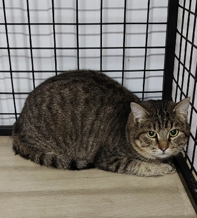 Кличка Вася Кличка Вася